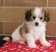Cavachon Puppies for sale in Queen City, MO 63561, USA. price: $500