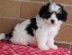 Cavachon Puppies for sale in Waldoboro, ME 04572, USA. price: $500