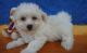 Cavachon Puppies for sale in Torrance, CA, USA. price: $500
