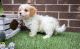 Cavachon Puppies for sale in Lincoln, NE, USA. price: NA