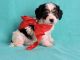 Cavachon Puppies for sale in Downey, CA 90241, USA. price: $500