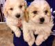 Cavachon Puppies for sale in Detroit, MI, USA. price: NA