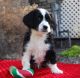 Cavachon Puppies for sale in 4 Hershey Ave, Paradise, PA 17562, USA. price: $300