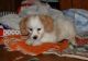 Cavachon Puppies for sale in Eminence, IN, USA. price: $500