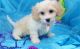 Cavachon Puppies for sale in Provo, UT, USA. price: NA