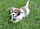 Cavachon Puppies for sale in Gillette, WY, USA. price: NA