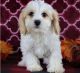 Cavachon Puppies for sale in Little Rock, AR 72206, USA. price: NA