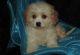 Cavachon Puppies for sale in Warren, MI 48089, USA. price: $500