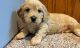 Cavachon Puppies for sale in Portland, ME 04103, USA. price: $500