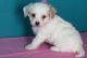 Cavachon Puppies for sale in Baltimore, MD, USA. price: $500
