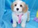 Cavachon Puppies for sale in Philadelphia, PA 19116, USA. price: $550