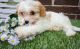 Cavachon Puppies for sale in Chesnee, SC 29323, USA. price: $600