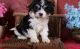 Cavachon Puppies for sale in Lexington, KY 40574, USA. price: NA