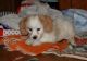 Cavachon Puppies for sale in Waldoboro, ME 04572, USA. price: $500