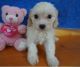 Cavachon Puppies for sale in Denver, CO 80229, USA. price: $600