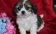 Cavachon Puppies for sale in Montevallo, AL 35115, USA. price: $600