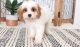 Cavachon Puppies for sale in Kansas City, MO, USA. price: $500