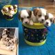 Cavachon Puppies for sale in Stanton, CA, USA. price: $800