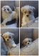 Cavachon Puppies for sale in Montezuma, IA 50171, USA. price: $700