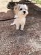 Cavachon Puppies for sale in Fort Lauderdale, FL, USA. price: $1,300