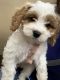 Cavachon Puppies for sale in Terre Haute, IN 47803, USA. price: $1,800
