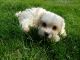 Cavachon Puppies for sale in Freehold, NJ 07728, USA. price: $2,200