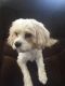 Cavachon Puppies for sale in West Milford, NJ, USA. price: $450