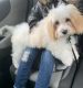 Cavachon Puppies for sale in Ames, IA, USA. price: NA