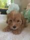 Cavachon Puppies for sale in Cranberry Twp, PA, USA. price: $2,000