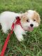 Cavachon Puppies for sale in Windermere, FL 34786, USA. price: $1,600