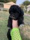 Cavachon Puppies for sale in Oskaloosa, IA 52577, USA. price: $500