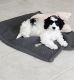 Cavachon Puppies for sale in Red Oak, TX 75154, USA. price: NA