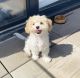 Cavachon Puppies for sale in New York, NY, USA. price: $700