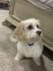 Cavachon Puppies for sale in Newport News, VA, USA. price: $2,000