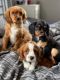 Cavalier King Charles Spaniel Puppies for sale in Michigan Ave, West Bloomfield Township, MI 48324, USA. price: NA