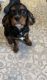 Cavalier King Charles Spaniel Puppies for sale in Graham, WA 98338, USA. price: $500