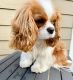 Cavalier King Charles Spaniel Puppies for sale in Hialeah, FL 33010, USA. price: $700