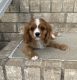 Cavalier King Charles Spaniel Puppies for sale in Mt Pleasant, IA 52641, USA. price: $1,500