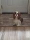 Cavalier King Charles Spaniel Puppies for sale in Hampton, VA, USA. price: $2,500