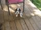 Cavalier King Charles Spaniel Puppies for sale in Austin, TX 78753, USA. price: $500