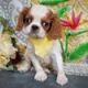 Cavalier King Charles Spaniel Puppies for sale in Milford, PA 18337, USA. price: $695