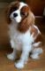 Cavalier King Charles Spaniel Puppies for sale in California City, CA, USA. price: NA
