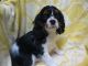 Cavalier King Charles Spaniel Puppies for sale in Sacramento, CA, USA. price: $1,100