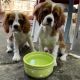 Cavalier King Charles Spaniel Puppies for sale in Palm Coast, FL, USA. price: NA