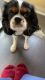 Cavalier King Charles Spaniel Puppies for sale in Schaumburg, IL, USA. price: NA