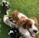 Cavalier King Charles Spaniel Puppies for sale in Newark, NJ, USA. price: $600