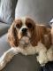 Cavalier King Charles Spaniel Puppies for sale in Evans, GA, USA. price: $2,000