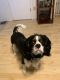 Cavalier King Charles Spaniel Puppies for sale in Colorado Springs, CO, USA. price: $2,100