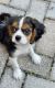 Cavalier King Charles Spaniel Puppies for sale in Oviedo, FL, USA. price: $2,200