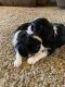 Cavalier King Charles Spaniel Puppies for sale in Mt Pleasant, IA 52641, USA. price: $2,000